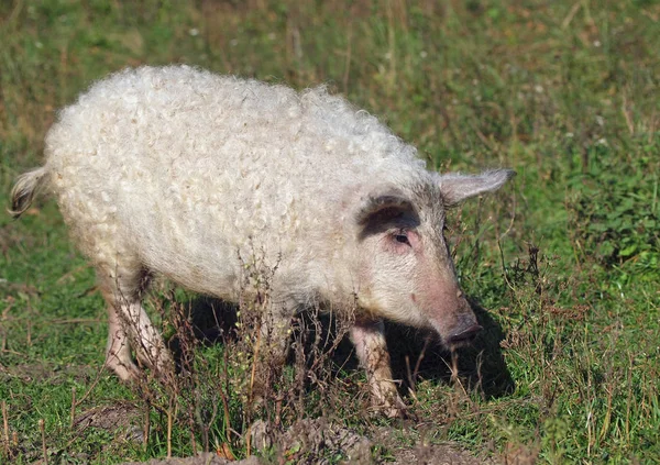 Lockiges Schwein auf natürlichem Hintergrund — Stockfoto