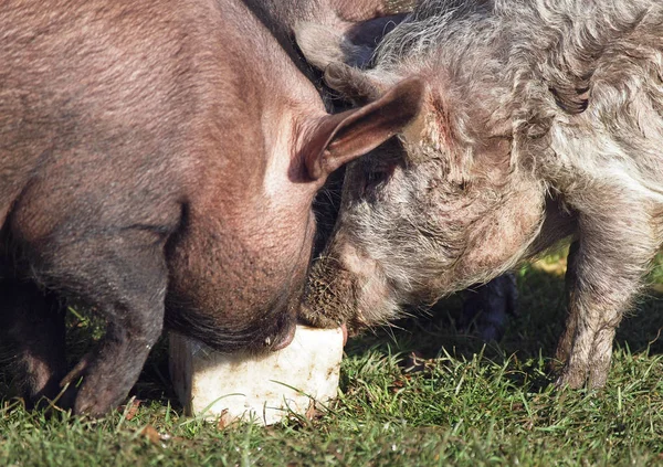 Bir tuz domuz grup yalıyor 