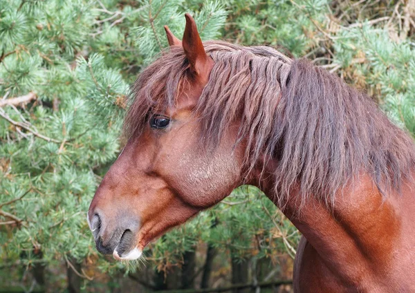Портрет красивой запряженной лошади Стоковое Изображение