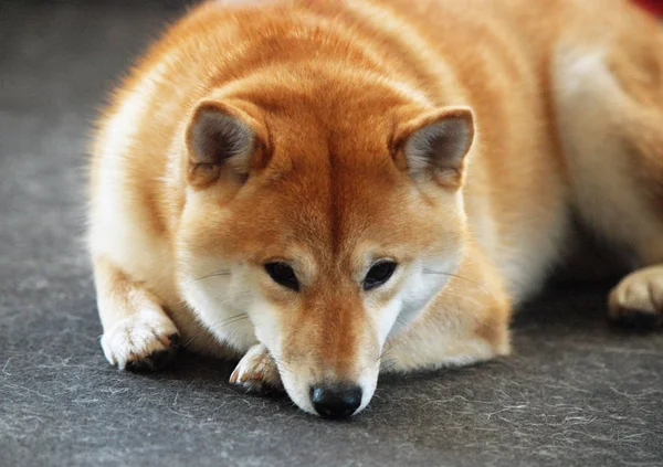 Retrato de cão bonito shiba inu — Fotografia de Stock