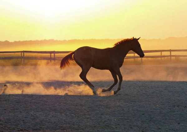 日没の背景に対して馬競馬 — ストック写真