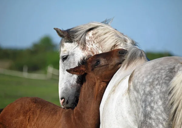 Gray mare and foal on a pasture — Stock Photo, Image