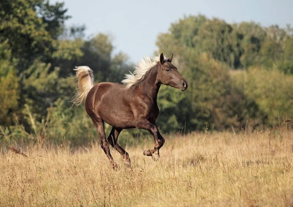 The beautiful filly  gallops across the field — Stock Photo, Image