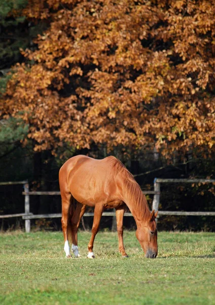 Άλογο κάστανο και Φθινοπωρινό δέντρο — Φωτογραφία Αρχείου