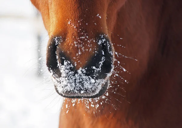 Le narici di cavallo alloro in inverno — Foto Stock