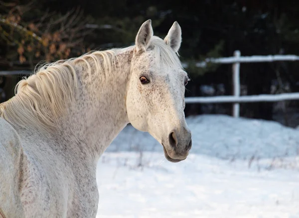 冬の灰色の馬の肖像 — ストック写真