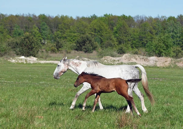 緑の草原で馬のギャロップで馬 — ストック写真
