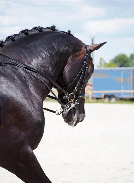 Portrait Cheval Sport Pendant Les Compétitions — Photo