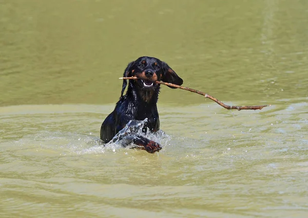 The young Slovakian hound gets a stick from water