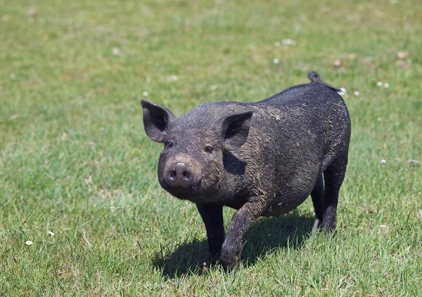 Black Wietnamski Wieprzowe Zielonych Pastwiskach — Zdjęcie stockowe