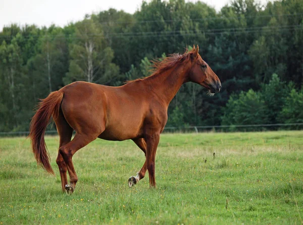 緑の草原の上を歩く赤い馬 — ストック写真