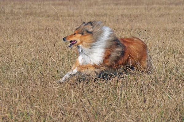 Rosso Collie Dai Capelli Lunghi Esecuzione Campo — Foto Stock