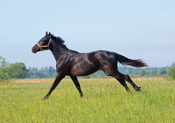 Cavalo Jovem Raça Ucraniana Galopa Prado Verde — Fotografia de Stock