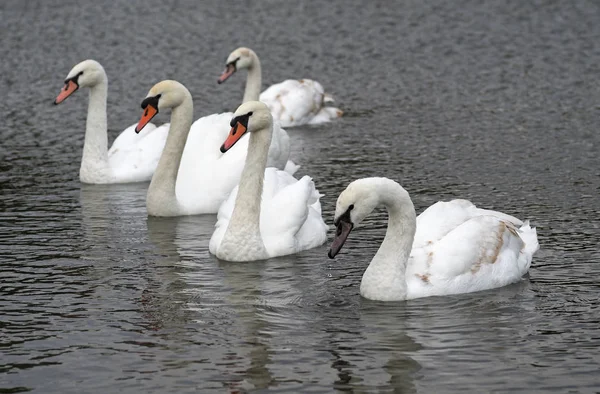 Grupo Cisnes Blancos Nadando Lago —  Fotos de Stock
