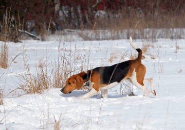 Karla kaplı alan Estonyalı tazı çalışmalar izlemeler