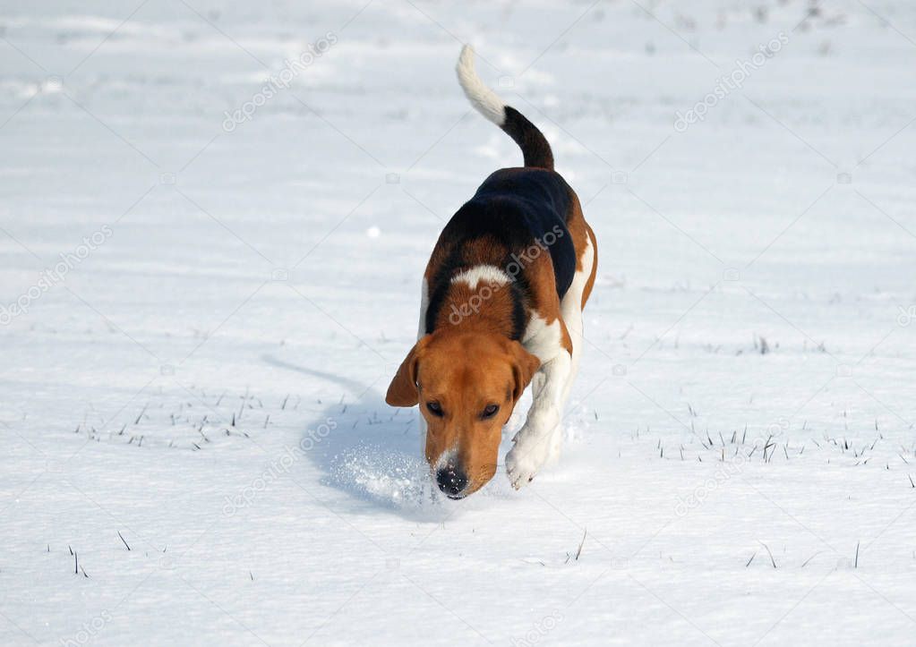 The Estonian hound studies traces in the snow-covered field