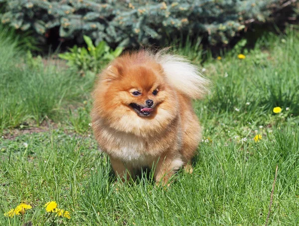 Portrait Pomeranian Spitz Dog Green Lawn — Stock Photo, Image