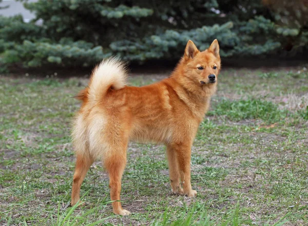 Het Karelische Fins Laika Staande Een Glade — Stockfoto