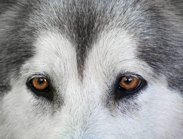 Посмотрите Собаку Породы Аляскинский Маламут Крупным Планом — стоковое фото