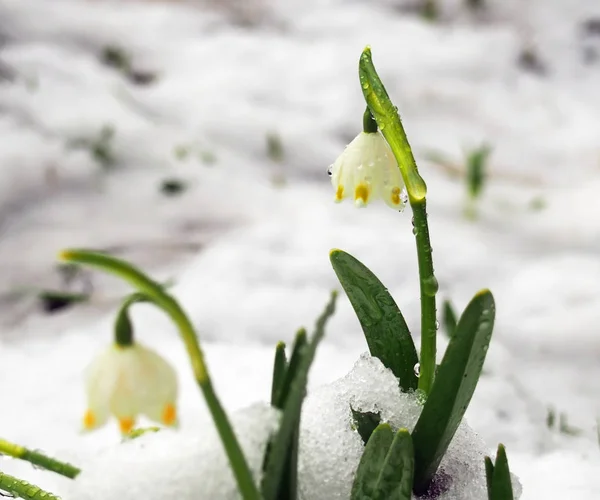 Primeiras Flores Primavera Cobertas Neve — Fotografia de Stock