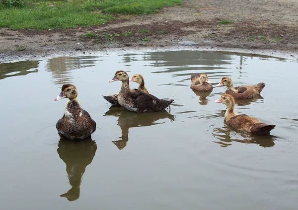 Varios Patos Jóvenes Nadan Agujero — Foto de Stock