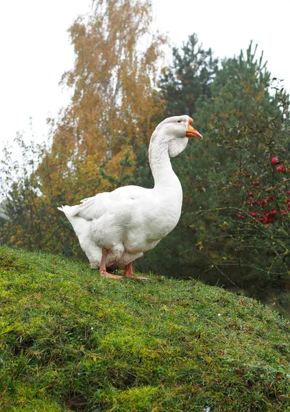 Doğal Zemin Üzerine Beyaz Yerli Kaz — Stok fotoğraf