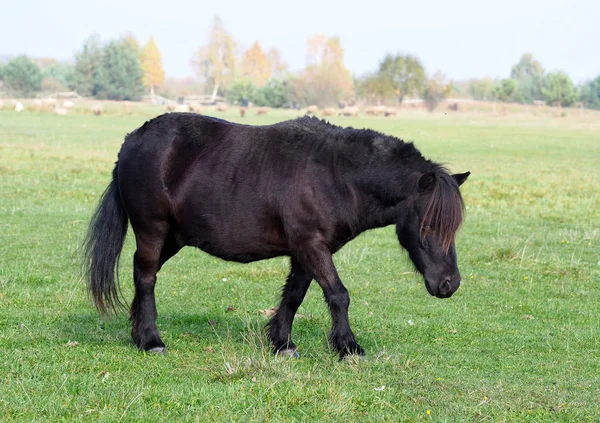 Söt Våtmark Ponny Bete Den Gröna Betesmarken — Stockfoto