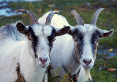 Doğal arka plana karşı iki yerli keçi.