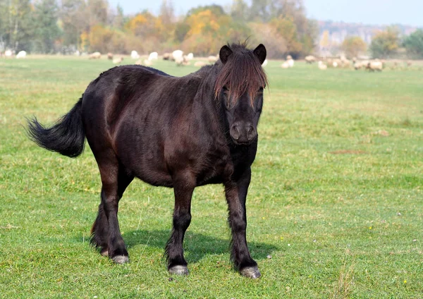 Mignon Poney Shetland Noir Sur Pâturage Vert — Photo