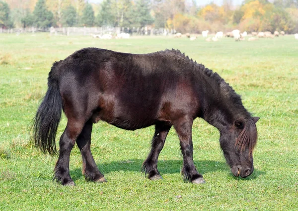 Lindo Negro Shetland Pony Pastoreo Verde Pasto — Foto de Stock