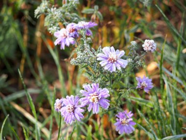 Dondurucu sonbahar sabahında kıpkırmızı çiçekler.