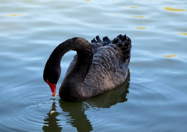 Cisne Preto Bonito Ambiente Natural — Fotografia de Stock