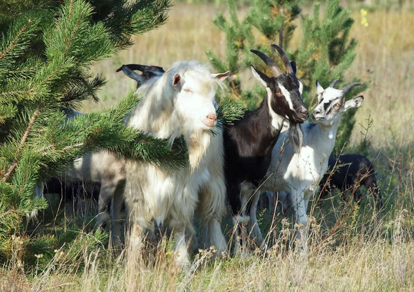 Group of domestic goats on natural pasture
