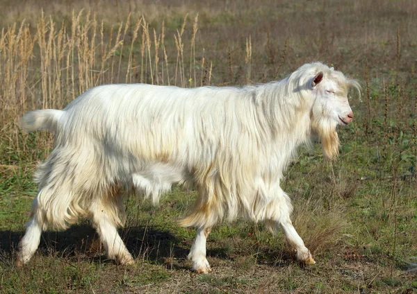 Long Haired Goat Steps Autumn Meadow — ストック写真