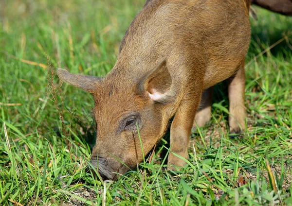 Świnie Domowe Żywią Się Naturalną Paszą Środowisku Naturalnym — Zdjęcie stockowe