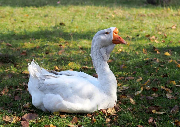 White Domestic Goose Natural Background — Stock Photo, Image