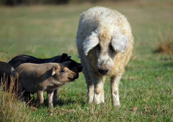 長い髪Mangalitsa豚とともに豚緑の牧草地 ロイヤリティフリーのストック写真