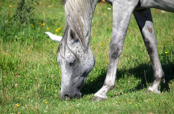 Schimmel Frisst Grünes Gras Auf Der Weide — Stockfoto