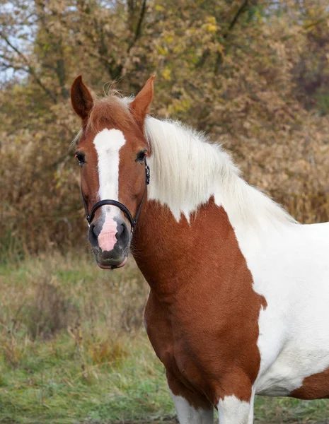 Schöne Pinto Stute Vor Dem Hintergrund Der Herbstvegetation — Stockfoto