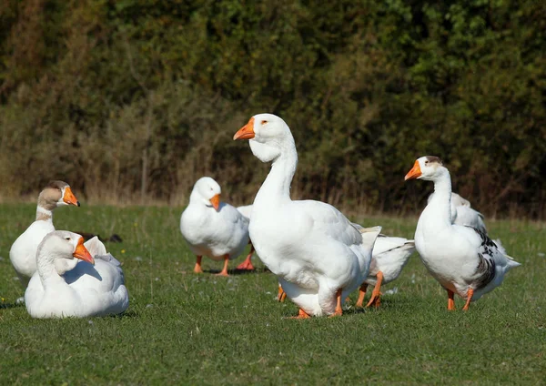 Herd Domestic Geese Grazed Green Meadow — 스톡 사진