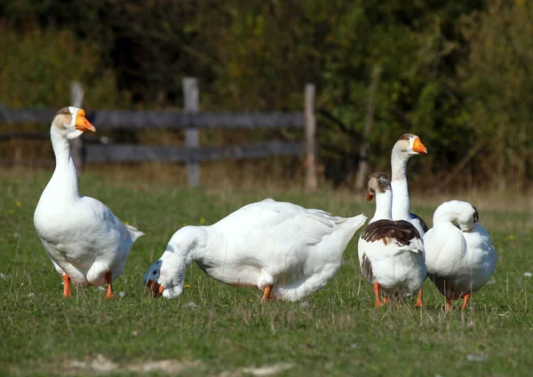 Herd Domestic Geese Grazed Green Meadow — 스톡 사진