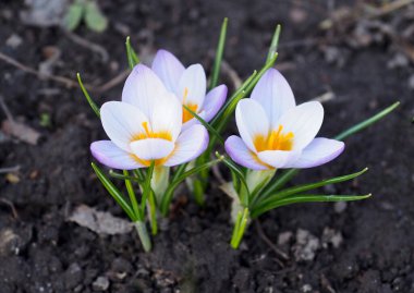 Bahçede çiçek açan bahar gülü