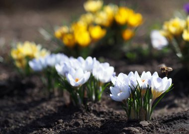 Bahar çiçekleri ve uçan arılar