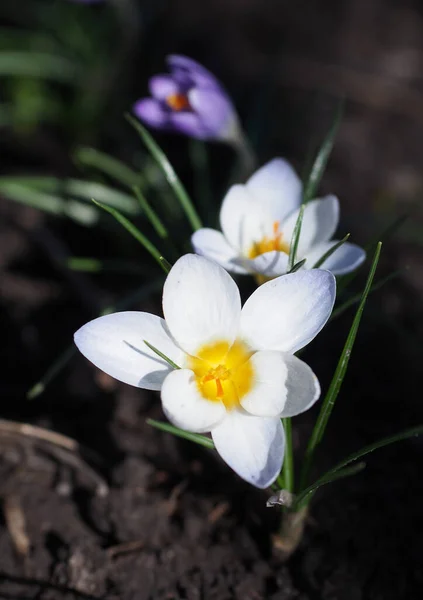 Vackra Blommande Våren Krokusar Ovanifrån — Stockfoto