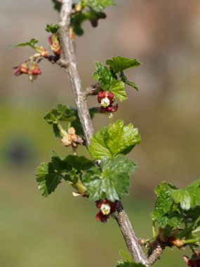 Bahar çiçekleri arasında Bektaşi üzümü dalları