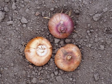 Gladiolus ampulleri dikmeden önce dışarıda ısınır.