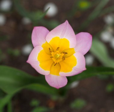 Çiçekli pembe botanik lalesi.