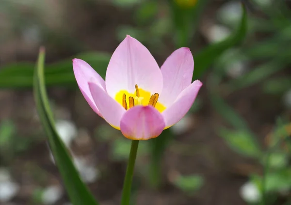 Flor Tulipán Botánico Rosa Sobre Fondo Verde Natural —  Fotos de Stock