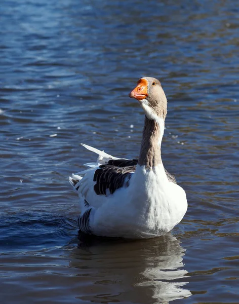 Grijze Tamme Gans Rivier — Stockfoto