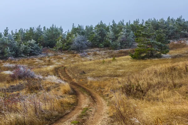 Automne forêt clairière scène — Photo